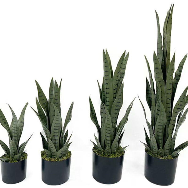 Искусственная сансевиерия (плю – обзор и цена Snake Plant